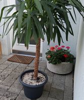 Yucca Palme groSse Pflanze Top Zustand 140cm hoch