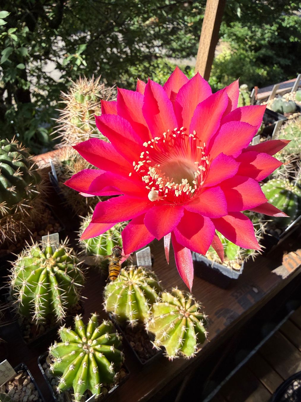 Pflanzen & Samen: Echinopsis Hyb. Madame Pele x oxygana – Gebraucht aus Rorbas von SimS0n 1