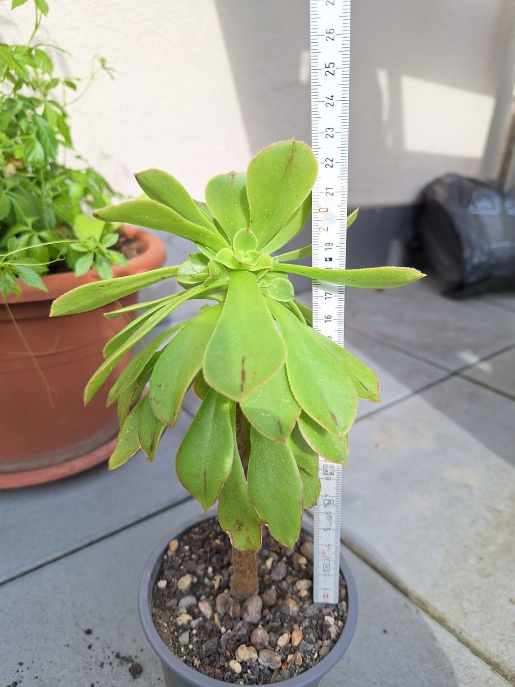 Piante & sementi: Sukkulente Aeonium arboreum – Usato da Luzern venduto da Heugaerten 1