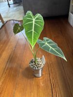 Alocasia micholitziana Frydek (2-1-5)