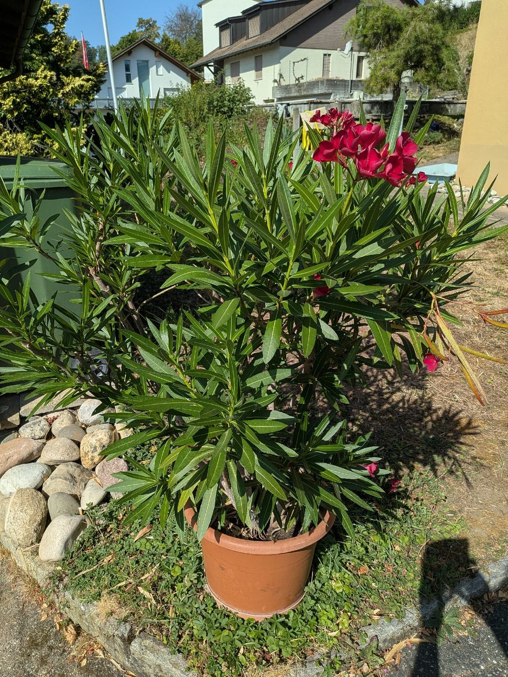 Piante & sementi: Oleander Pflanze im Topf/No 1 – Usato da Elfingen venduto da dustdevil403