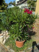 Oleander Pflanze im Topf/No 1