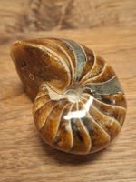 Versteinertes Nautilus Fossil Madagaskar ca. 7 cm DM