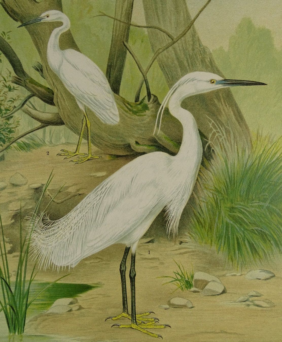 Grafica & Litografie: SEIDENREIHER, CHROMOLITHOGRAPHIE UM 1900 – Usato da Grüningen venduto da Kartensammler 4