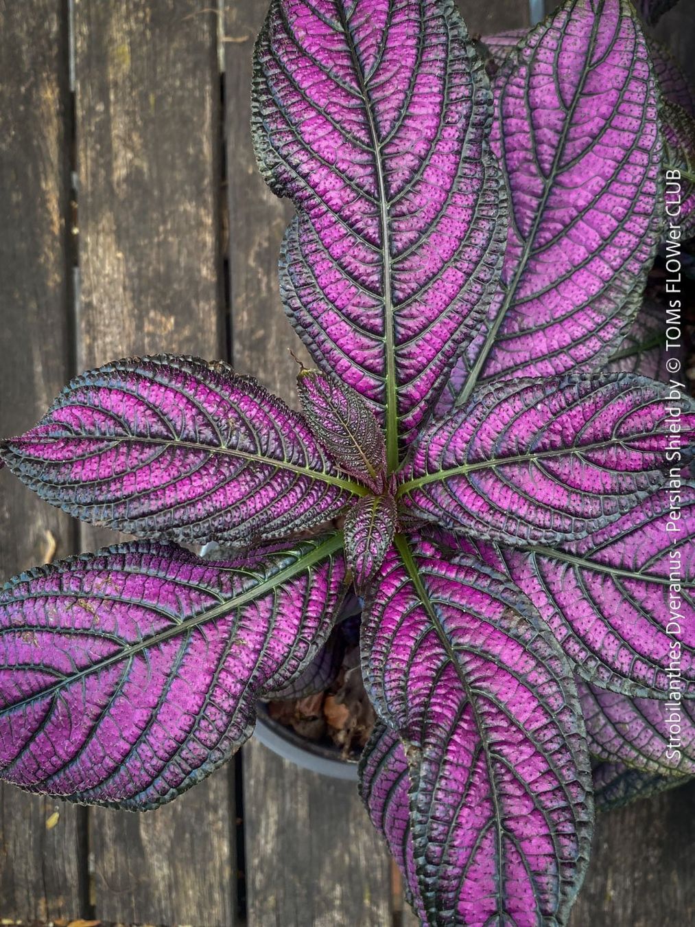 Piante & sementi: Strobilanthes Dyeranus - einfach nur Blattkunstwerk – Nuovo e nell'imballaggio originale da Adliswil venduto da asTOMas963