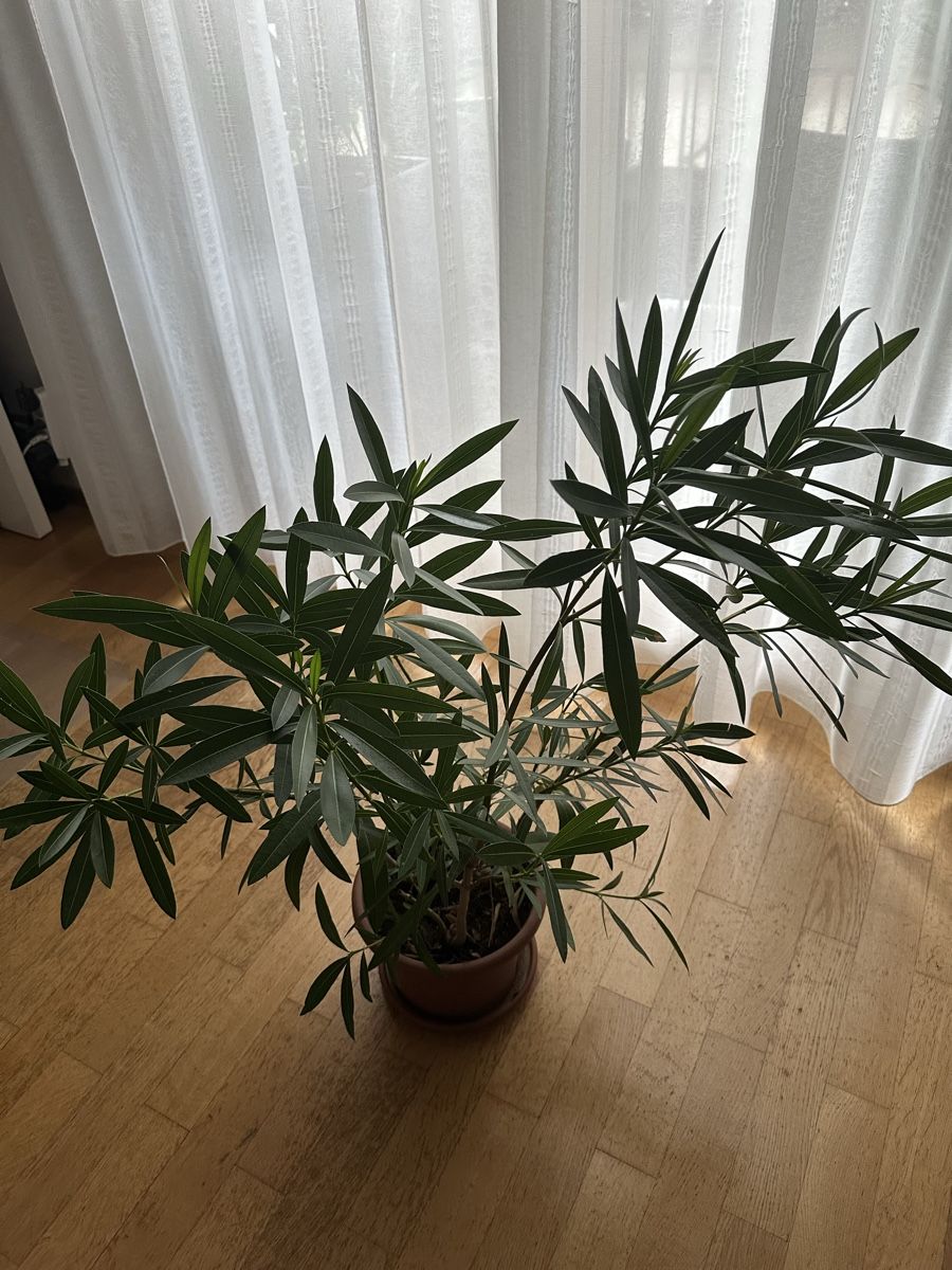 Plantes & graines: Oleander rosa kräftig ca 90 cm – D'occasion à Bern par womiman 2