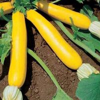 ZUCCHETTI / ZUCCHINI „Goldena“ / 2 Samen