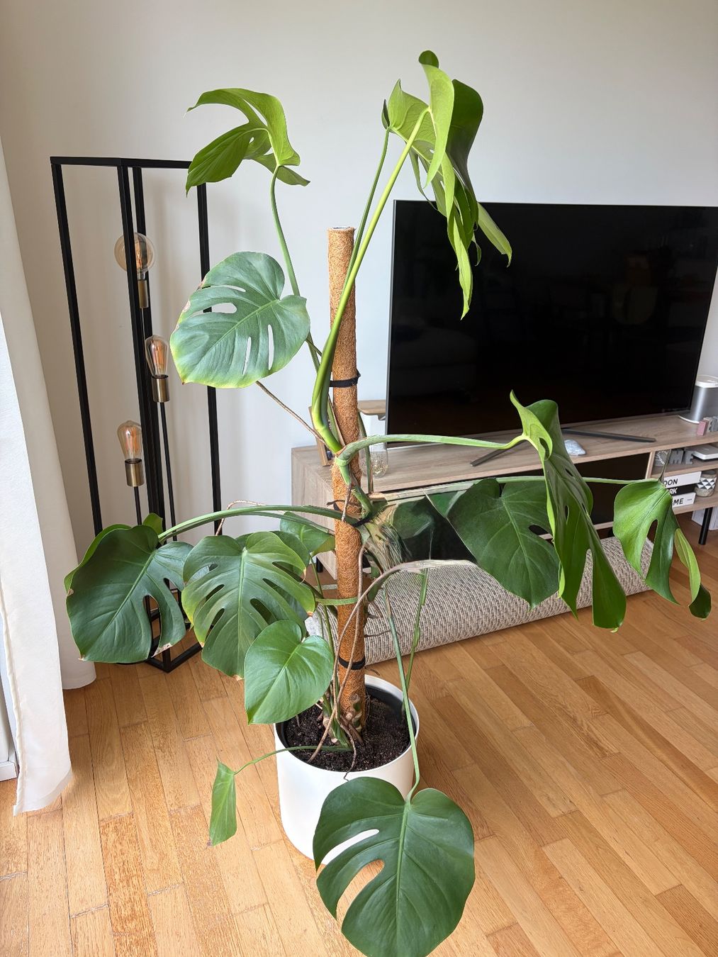 Plantes & graines: Monstera inkl. Topf – D'occasion à Luzern par Kimja123 1