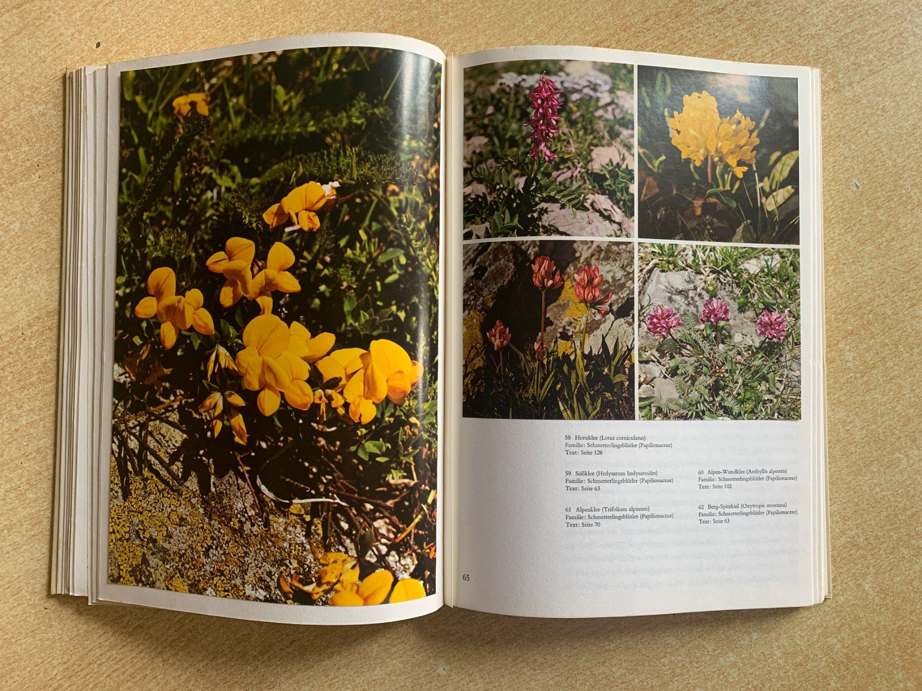Bücher: Buch "Alpenblumen" – Gebraucht aus Flums von finn1975 4