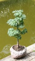 BONSAI  -  Fächerahorn "Shishigashira"