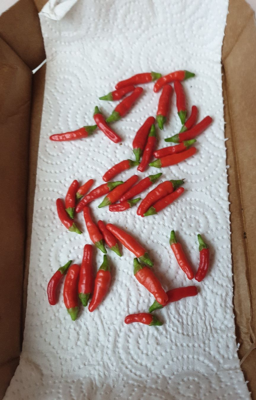 Cibi & Specialità: Piri Piri Chili - extrascharf - Eigenanbau - Bio – Nuovo (secondo la descrizione) da Othmarsingen venduto da topolino.schweiz