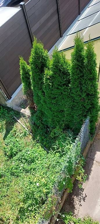 Piante & sementi: 6 Lebensbäume Thuja – Usato da Niederscherli venduto da Benta0 3