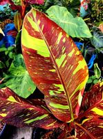 MUSA SIAM RUBY  bananier rouge de collection 20cm