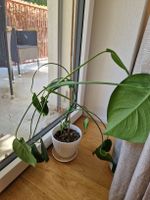 Monstera Zimmerpflanze 60 cm