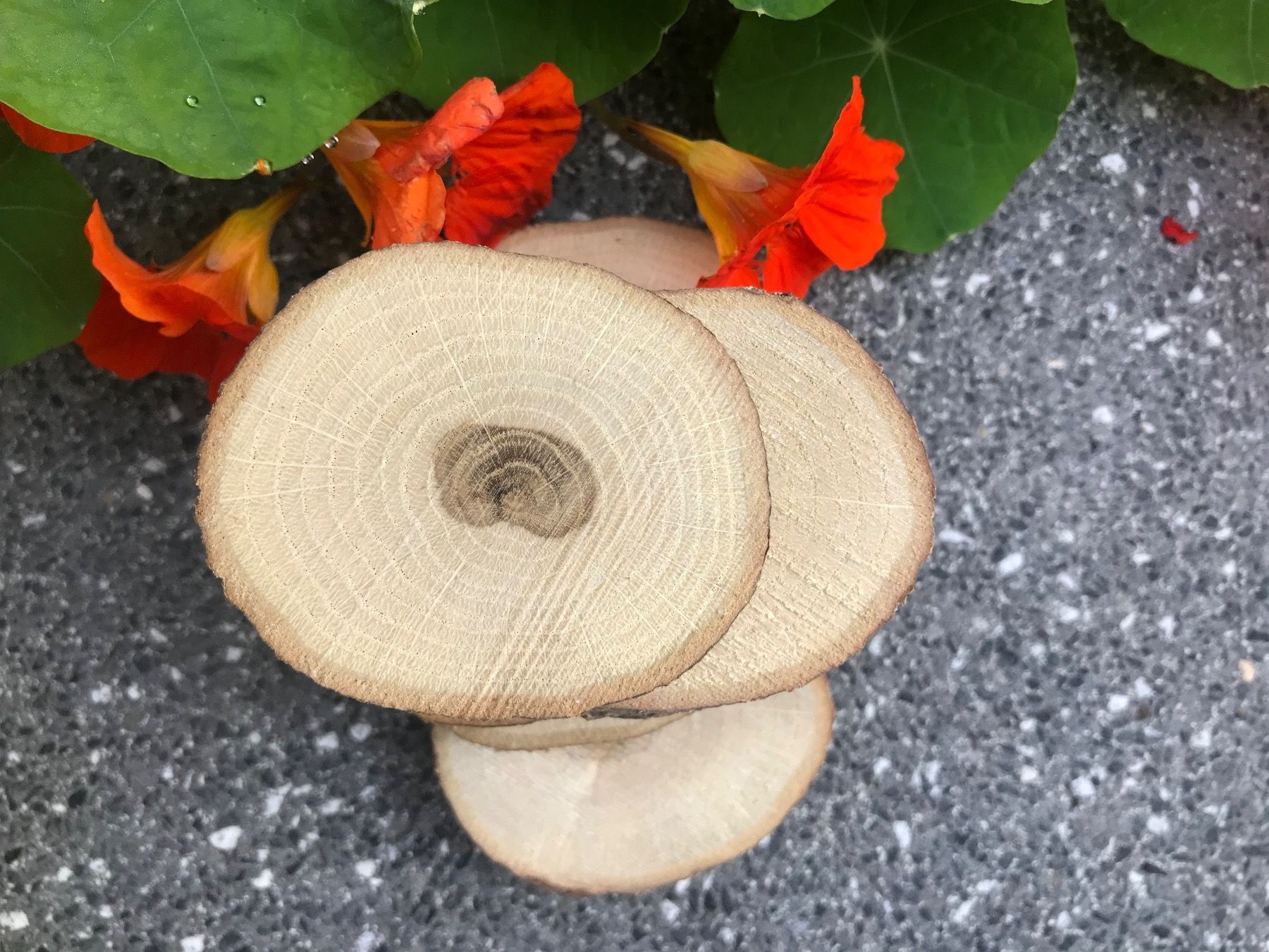 Articoli in legno: Holzscheiben – Nuovo e nell'imballaggio originale da Buttwil venduto da mina010 1