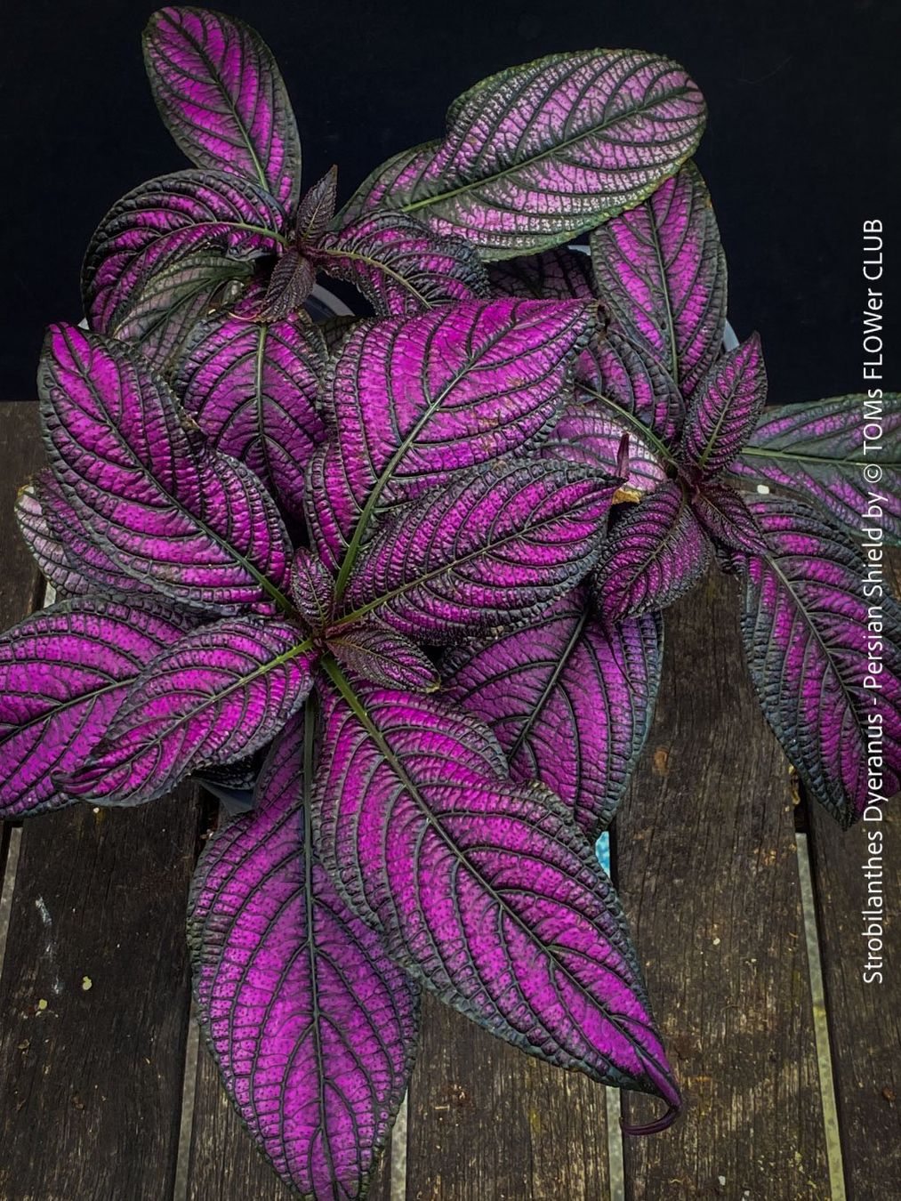 Piante & sementi: Strobilanthes Dyeranus - einfach nur Blattkunstwerk – Nuovo e nell'imballaggio originale da Adliswil venduto da asTOMas963 6