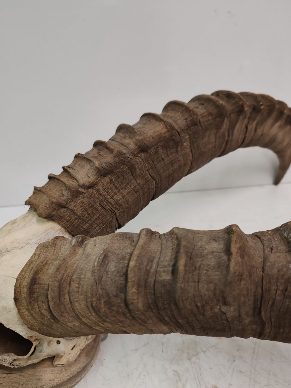 Il mondo degli animali: Steinbock Geweih als Trophäe, Gehörn Jahr 1990 – Usato da Luzern venduto da Lager6640 7