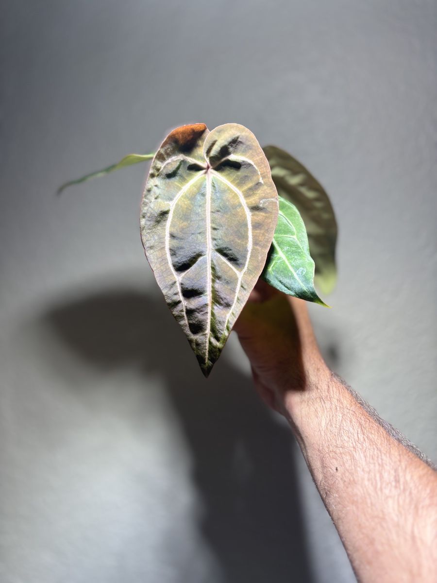 Plantes & graines: Anthurium Carlablackiae x noid  – D'occasion à Chézard-St-Martin par marcomix01 1