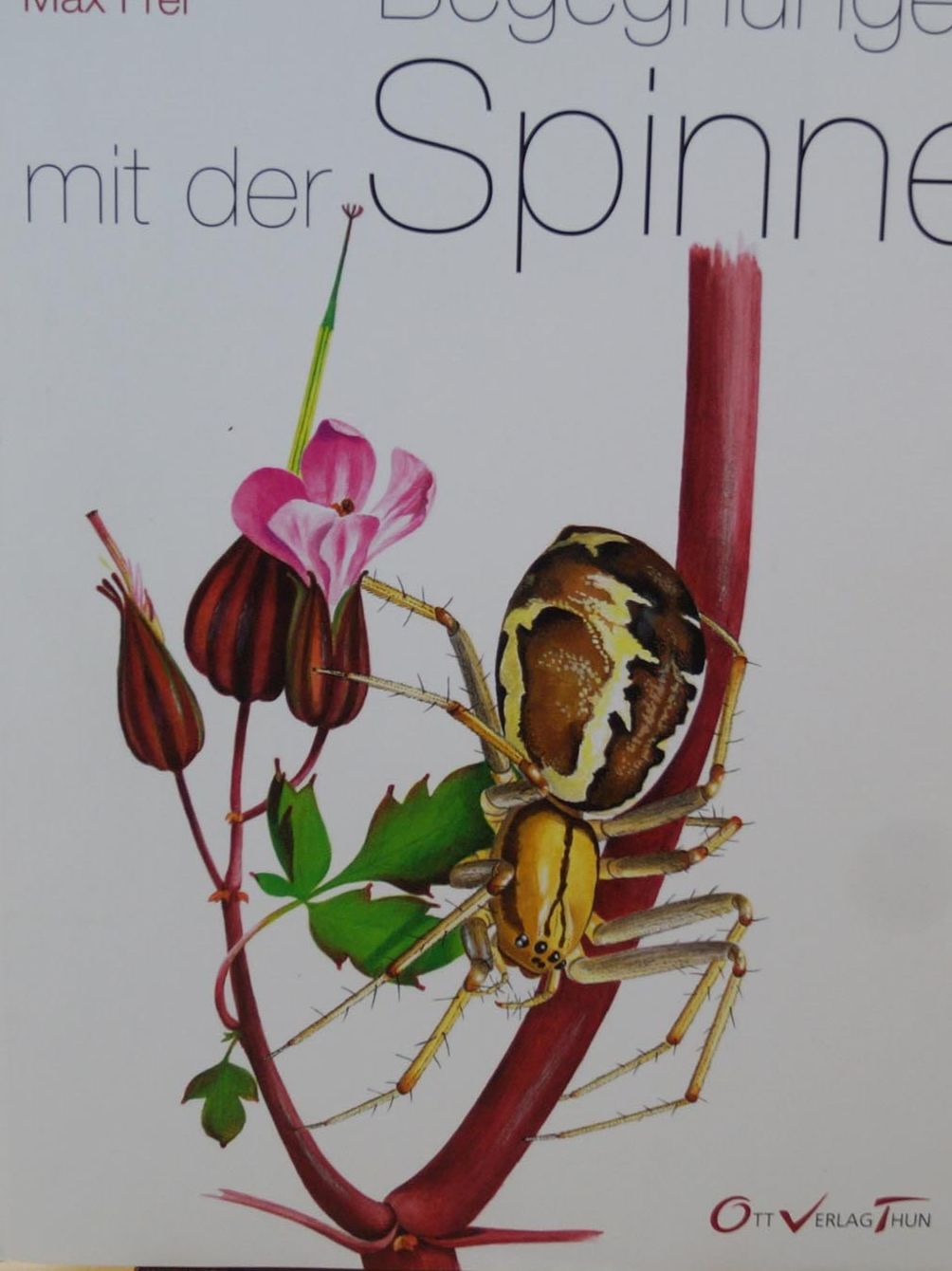 Bücher: Seltenes Spinnenbuch "Begegnungen mit der Spinne" Max Frei – Gebraucht aus Härkingen von sammelbecken