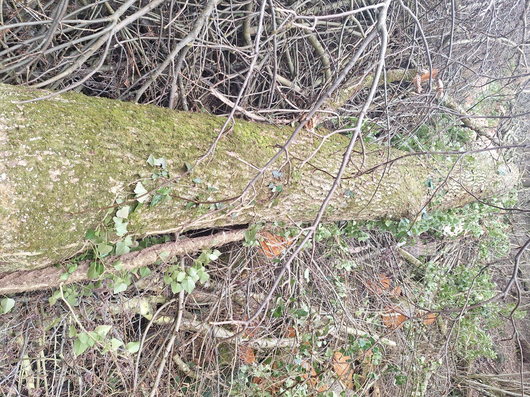 Articoli in legno: Eschenstamm 5,6Meter – Nuovo e nell'imballaggio originale da Ufhusen venduto da Caliban86 1