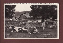 A la montagne - VACHES et ferme - Feldpost // pli //
