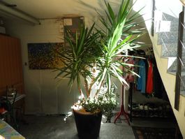 Yucca Palme gross im Topf und Geldbaum Crassula ovata