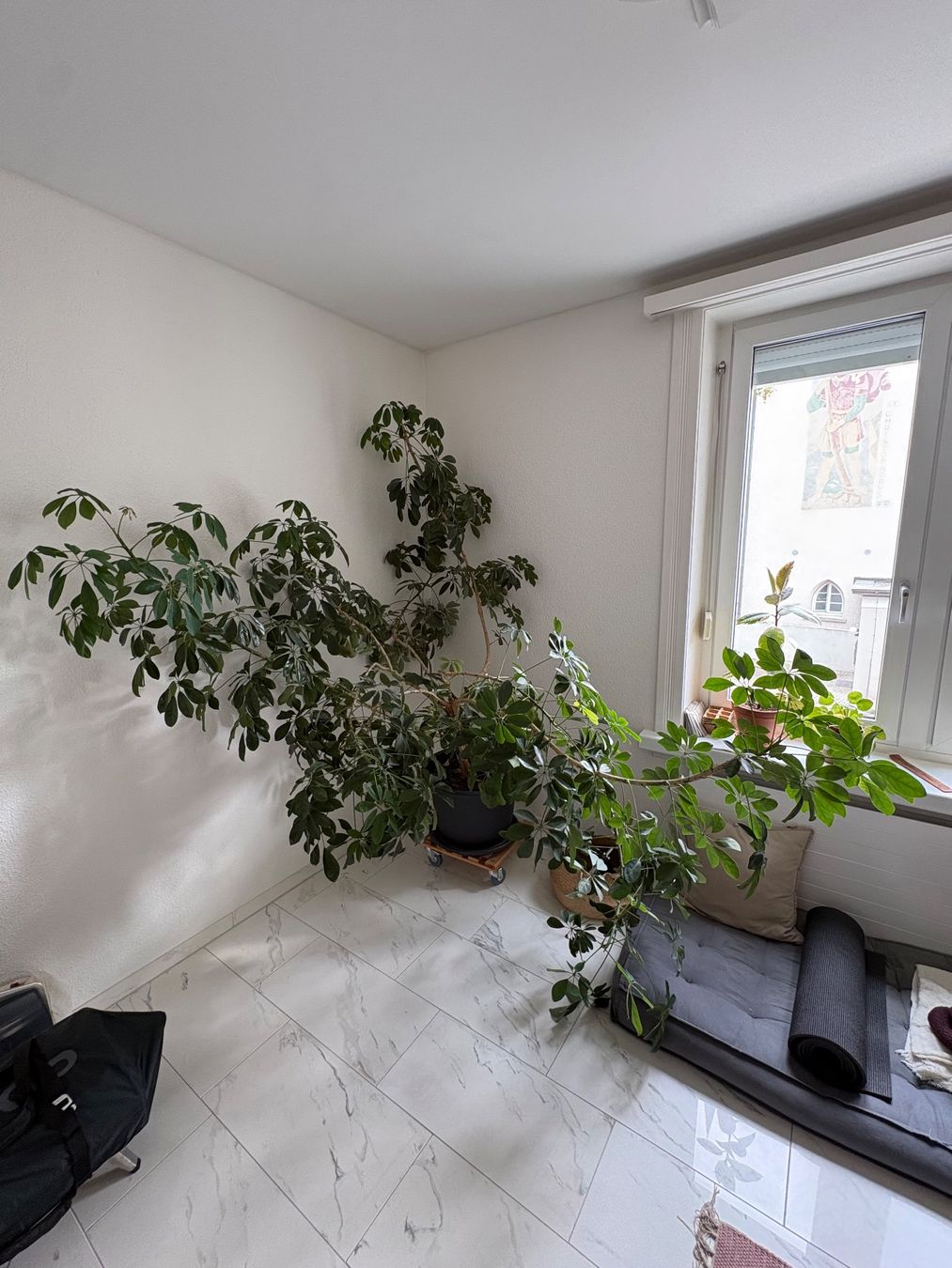 Piante & sementi: Grosse Schefflera Zimmerpflanze – Usato da Zürich venduto da jan_p2yf 1