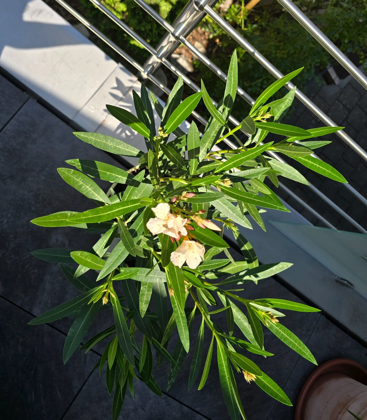 Plantes & graines: Oleander mit Topf – D'occasion à Aarburg par popkorn65 3