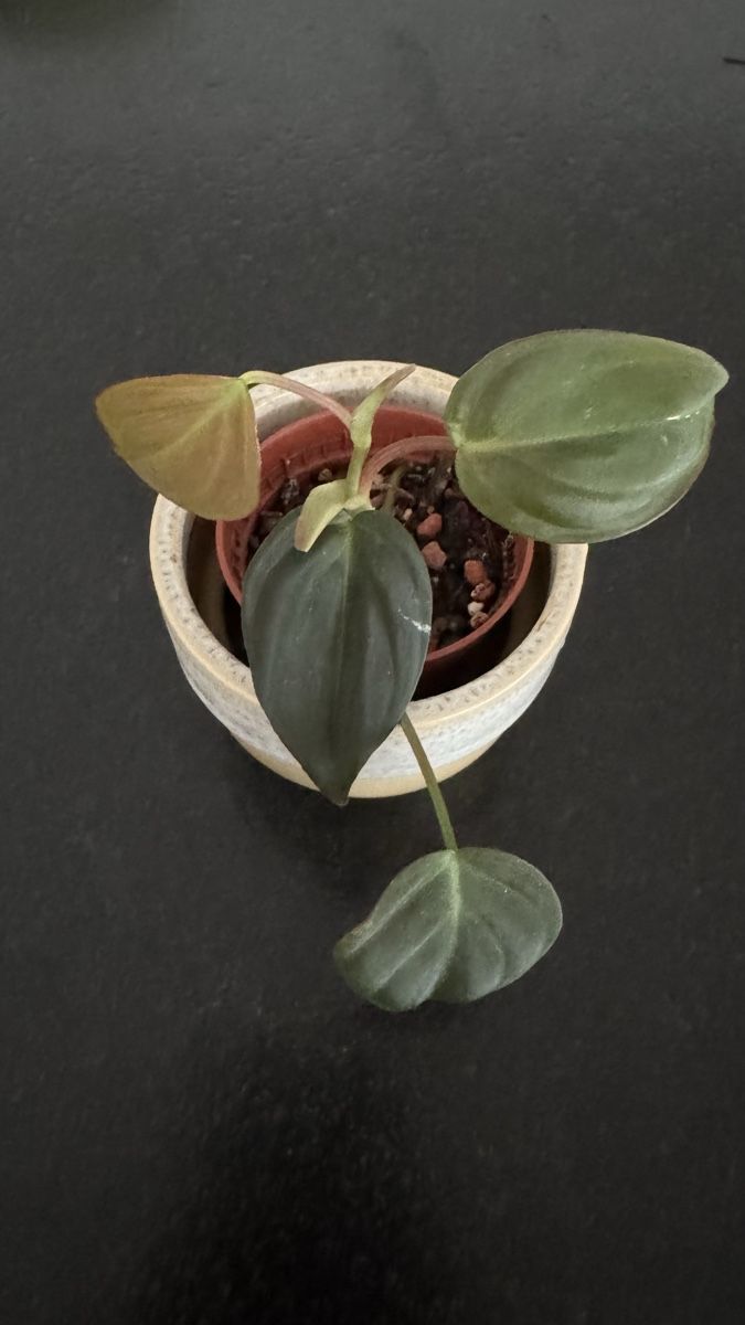 Pflanzen & Samen: Philodendron Micans - Babypflanze #1 – Neu (gemäss Beschreibung) aus Thun von DascheLii
