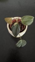 Philodendron Micans - Babypflanze #1