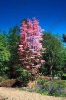 Toona Sinensis FLAMINGO ( 2 boutures )