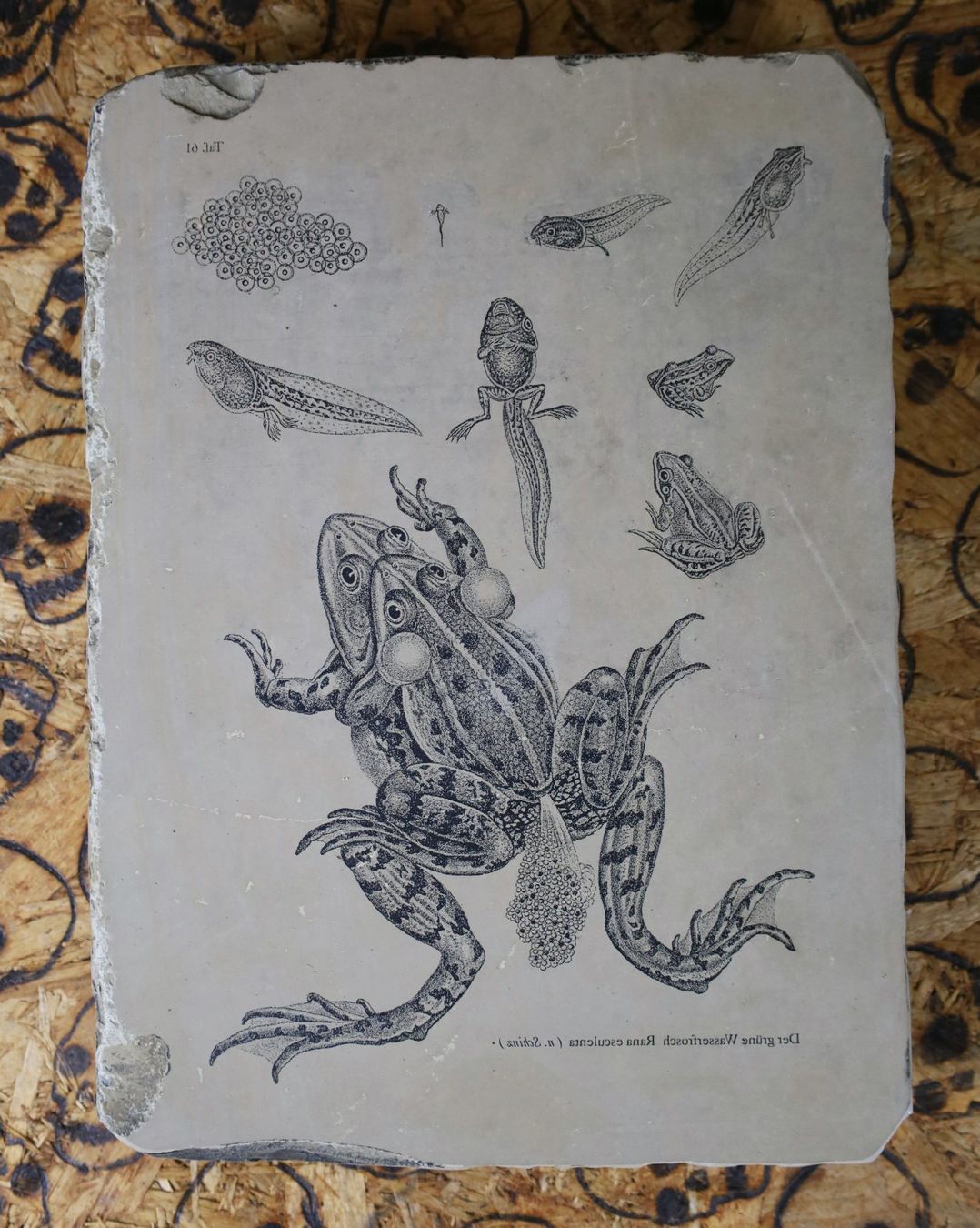 Grafica & Litografie: Lithostein, Lithographie "Frosch, Kaulquappe, Wasserfrosch" – Usato da Birrwil venduto da brandschatz_birrwil 2