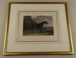 RENNPFERD AUF WEIDE, STAHLSTICH UM 1850