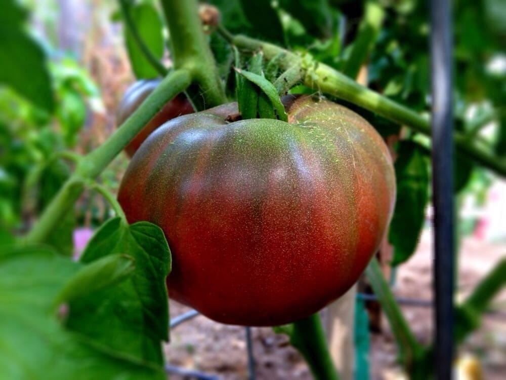 Piante & sementi: 50 Samen TOMATE FROM TULA Alte Sorte – Nuovo (secondo la descrizione) da Ehrendingen venduto da VerveinaSamen 9