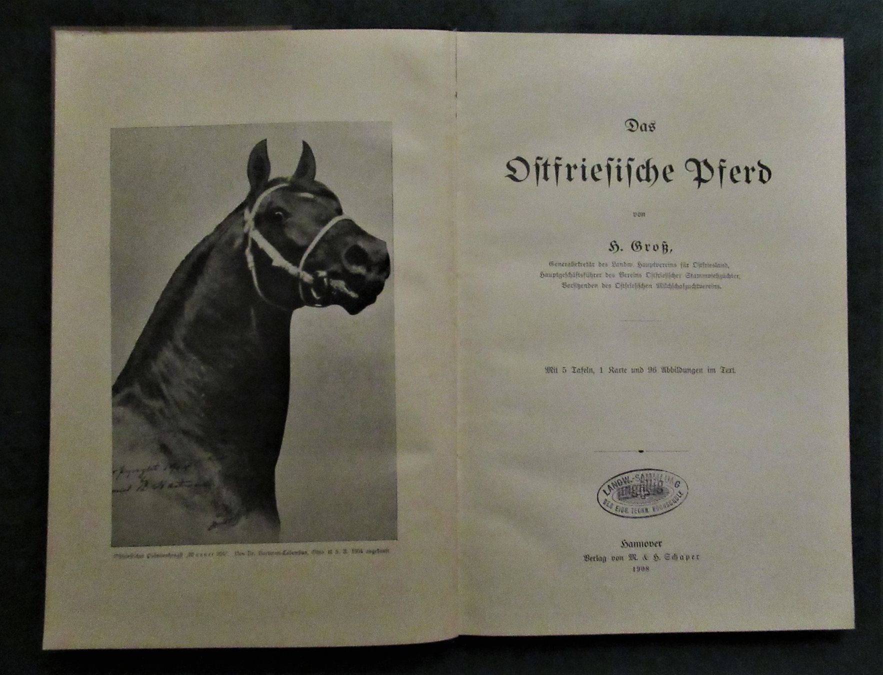 Libri: * Pferde  Pferdezucht   Ostfriesen  Reiten – Usato da hedingen venduto da kurattli01 1