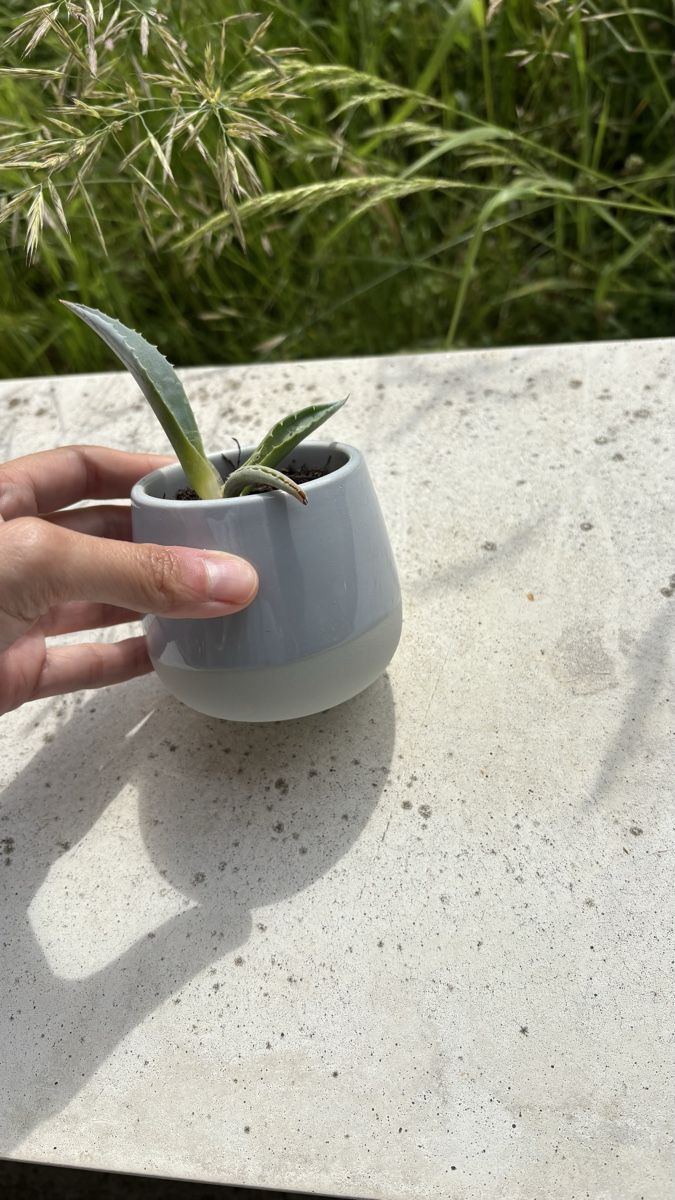 kleine Agave (4) (Gebraucht) in Seengen fr CHF 1  nur Abholung auf  Ricardo kaufen
