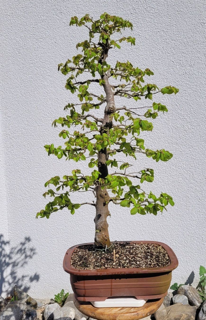 Piante & sementi: Hainbuche Bonsai – Nuovo (secondo la descrizione) da Fehraltorf venduto da 100_Konzert