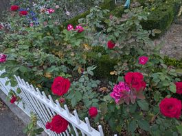 Blühende Rosen Büsche ca. 77Stk.