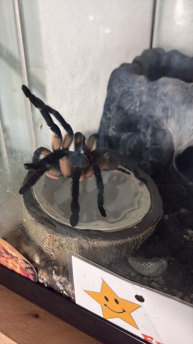 Terrariums: Tarantel inkl. Terrarium – D'occasion à Veltheim AG par Nadine_VS 5