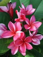 Plumeria rubra "Tiger" / Frangipani RARE Sammlersorte