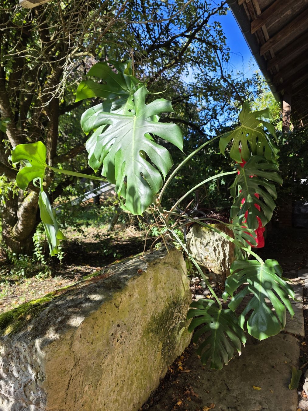 Piante & sementi: Philodendron – Usato da Uettligen venduto da rou_5p7t