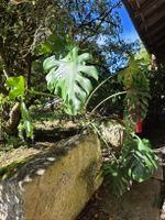 Philodendron