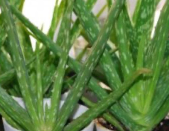 Piante & sementi: 5 STK X 10 CM ALOE VERA BABIES – Nuovo e nell'imballaggio originale da Rovio venduto da POSITIFFARTandPLANTS 1