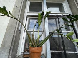 Zimmer Pflanze Zamioculcas zamiifolia