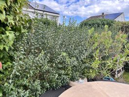Liguster Hecke – Ideal als Sichtschutz im Garten
