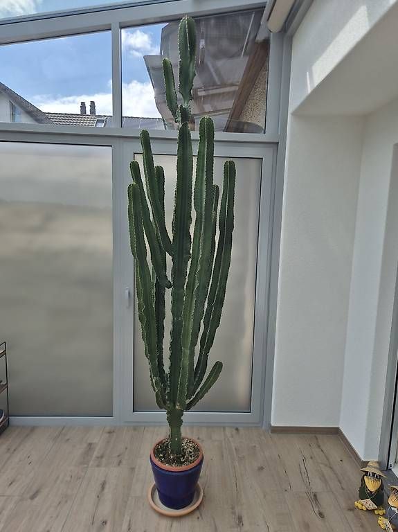 Piante & sementi: Euphorbia Kaktus Wolfsmilch 250cm – Usato da Oberrohrdorf venduto da dd_01 3
