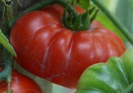 Tomate Corrogo du Sénégal 10g