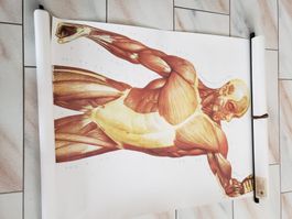 Plakat Der Menschliche Körper Medizin Physio Muskeln