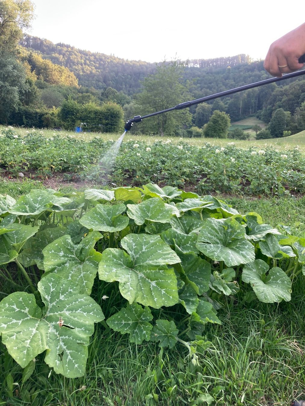 Tecnologia medica: Rückenspritze Berthoud Vermorel 2000 – Nuovo e nell'imballaggio originale da Büren/ So venduto da u.limacher 9