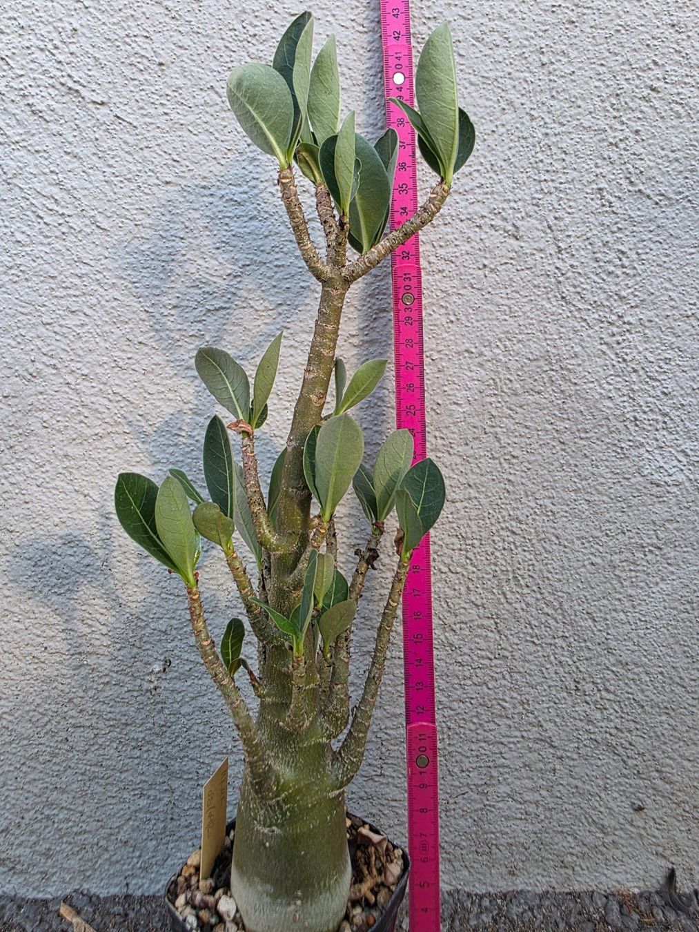 Piante & sementi: Adenium arabicum "MKMK" / Wüstenrose – Nuovo (secondo la descrizione) da Thalheim venduto da silvara01 5